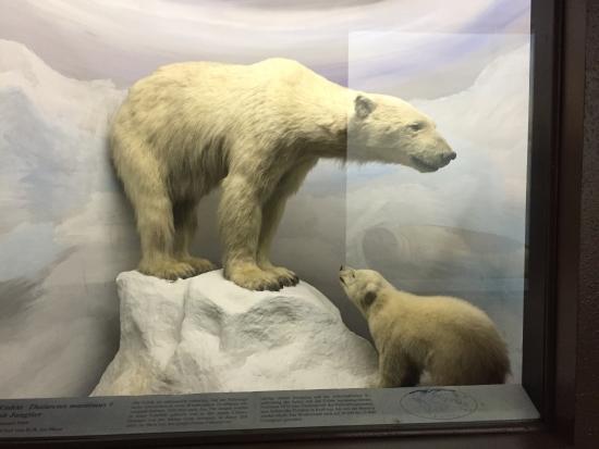 Natural History Museum Leipzig